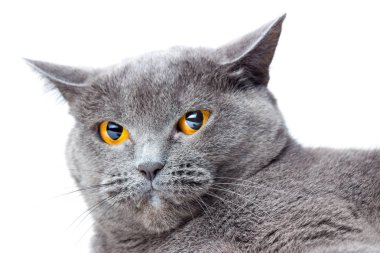 Bir İngiliz düz saçlı mavi kedi yakın çekim portresi