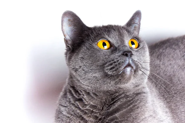 Retrato de um britânico de cabelos lisos azul gato close-up — Fotografia de Stock