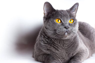 genç güzel gri İngiliz kedi beyaz zemin üzerine izole portresi