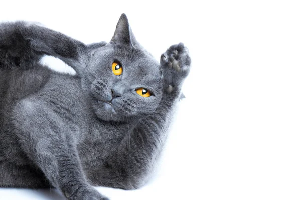 Retrato de um gato britânico de Shorthair sentado na parte de trás, em um fundo branco — Fotografia de Stock