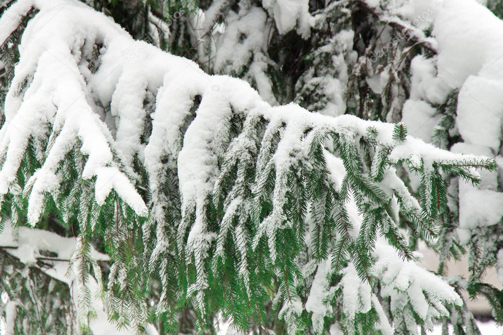 Spruce branches covered with a thick layer of white snow