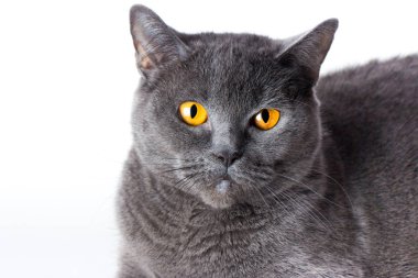 Beyaz arka plan üzerinde izole sarı gözlü güzel İngiliz kedi