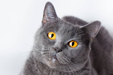 Beyaz arka plan üzerinde izole sarı gözlü güzel İngiliz kedi