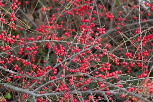Pequenas bagas vermelhas em um ramo seco de um arbusto . — Fotografia de Stock