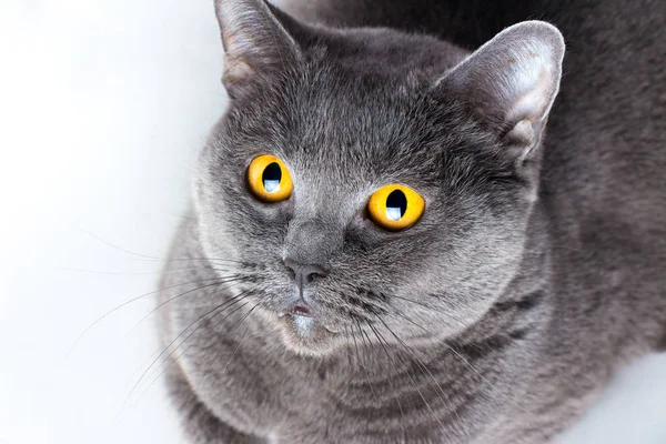 Belo Gato Britânico Com Olhos Amarelos Isolados Fundo Branco — Fotografia de Stock