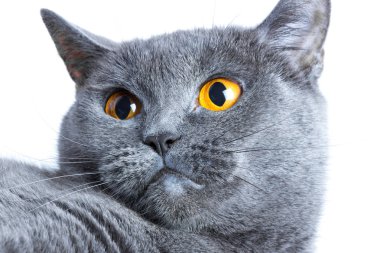 Bir İngiliz düz saçlı mavi kedi yakın çekim portresi