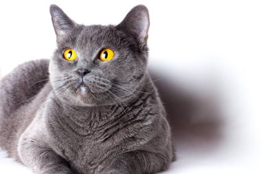 Kırmızı ev tavuk yakın çekim başkanı. Gaga çamura bulaşmış.