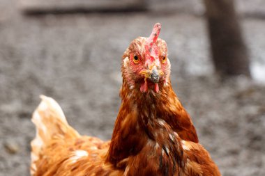 Kırmızı ev tavuk yakın çekim başkanı. Gaga çamura bulaşmış.