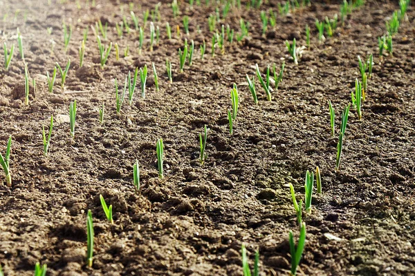 Crops planted in rich soil grow under the eastern sun.