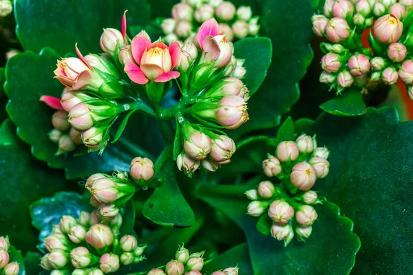 Rosa Blumen hausgemachte Veilchen Nahaufnahme von oben — Stockfoto