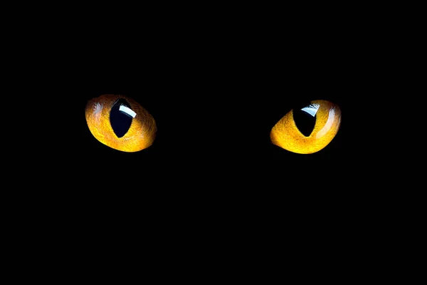 Gli occhi di gatto arancione brillano al buio su uno sfondo nero . — Foto Stock
