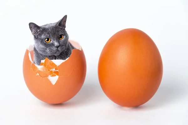 En katt sitter i ett skal från ett ägg — Stockfoto