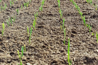 Genç bahar Dünya'dan bitkileri kadar