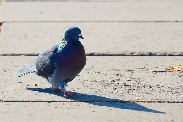 Yolda yürürken güvercin yakın çekim — Stok fotoğraf