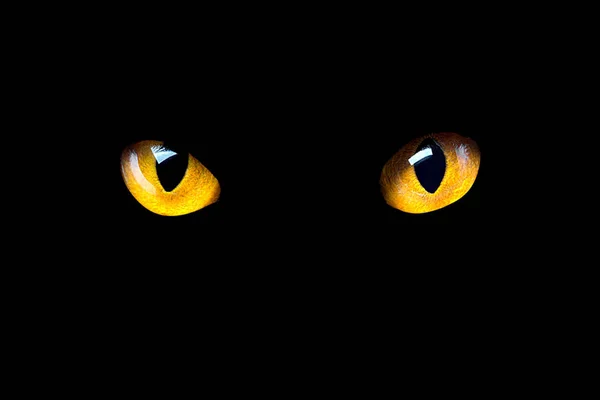 Oranžové kočičí oči záře ve tmě na černém pozadí. — Stock fotografie