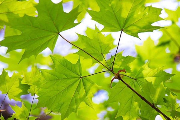 Young green fresh bright maple leaves under the rays of the sun Royalty Free Stock Images