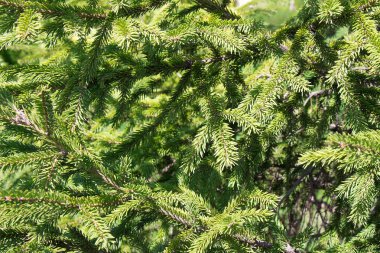 Arka plan olarak ladin parlak dallarından Yeşil dikenli