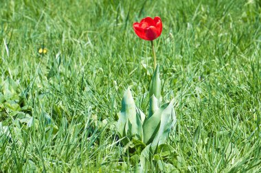Yeşil çimenler üzerinde yetişen yalnız kırmızı lale