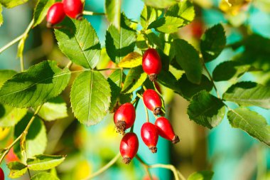 Kırmızı gül kalçalar karaağaç güneşinin altındaki dallarda olgunlaşır