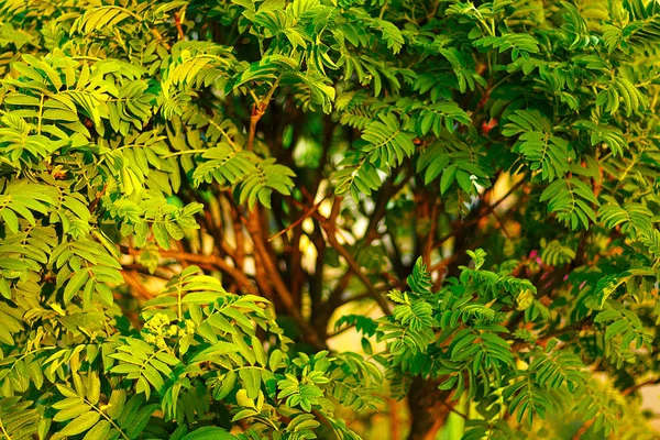 Grüne Blätter der Eberesche unter den Sonnenstrahlen — Stockfoto