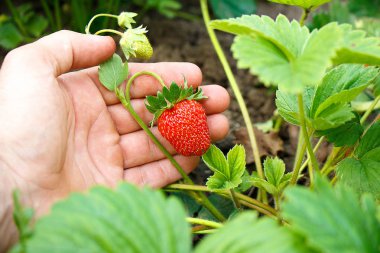El, yeşil arka planda parlak, olgun bir çileği tutuyor.