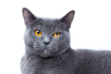 Bir İngiliz düz saçlı mavi kedi yakın çekim portresi