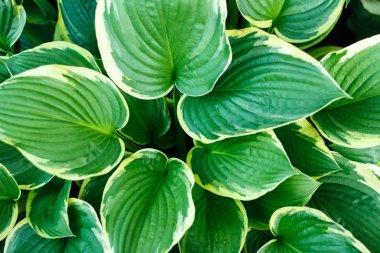 Arka plan olarak bahçede güzel yeşil büyük yaprakları hosta