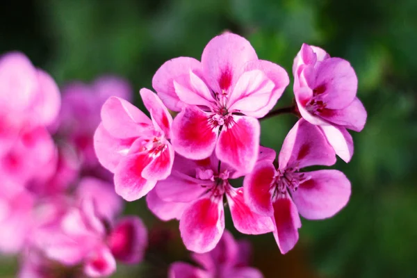 Вербена цветы красивые свежие яркие крупным планом в качестве фона — стоковое фото