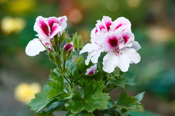 Verbena flores hermoso fresco brillante primer plano como fondo — Foto de Stock