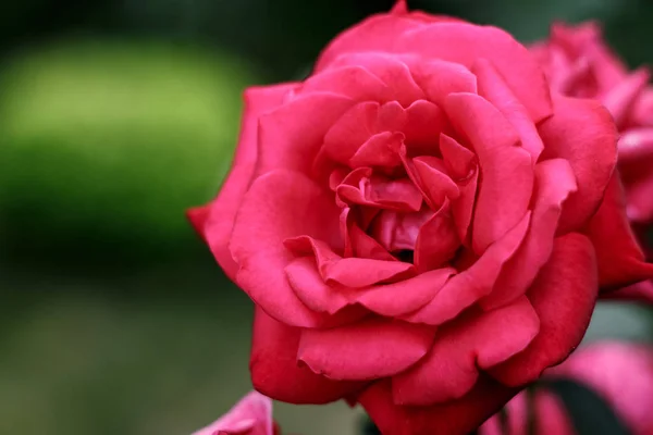 Jardín rojo rosa primer plano sobre fondo verde natural — Foto de Stock