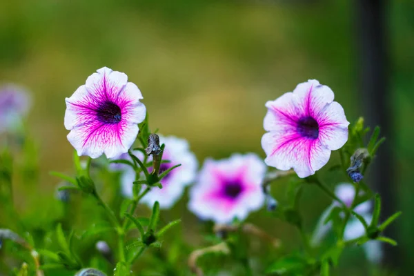 Hermosa flor púrpura-blanca jardín de flores se unen o ipomoea — Foto de Stock