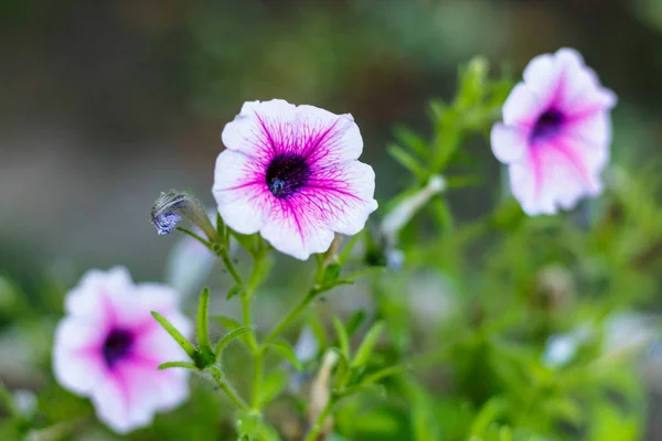 Hermosa flor púrpura-blanca jardín de flores se unen o ipomoea — Foto de Stock