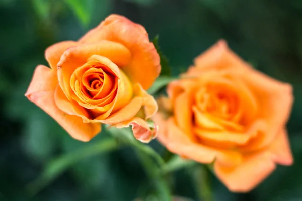 Rosa naranja primer plano sobre fondo verde natural —  Fotos de Stock