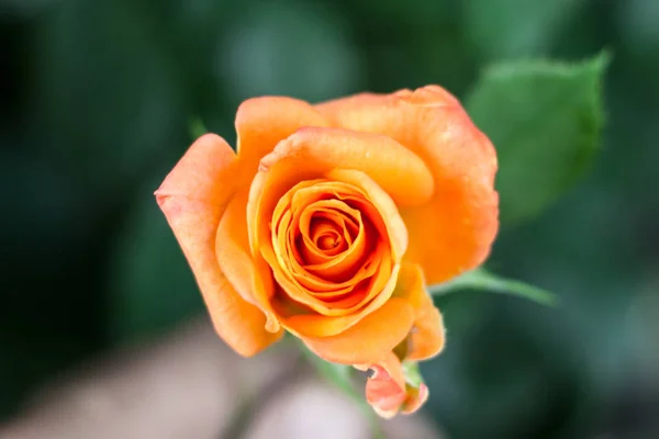 Rosa naranja primer plano sobre fondo verde natural —  Fotos de Stock