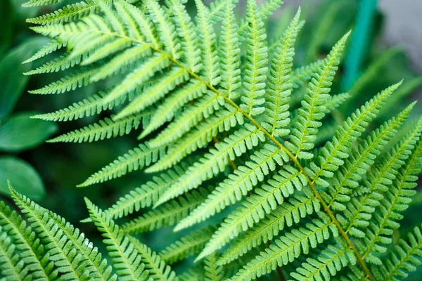Farnblatt hautnah auf natürlichem grünen Hintergrund — Stockfoto