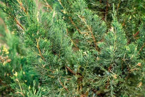 Tło z zielonego żółtego Juniper chiński stricta variegata — Zdjęcie stockowe