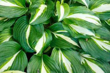 Arka plan olarak bahçede güzel yeşil büyük yaprakları hosta