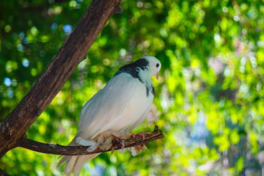 White dove sits on a branch in the zoo on a green background clipart