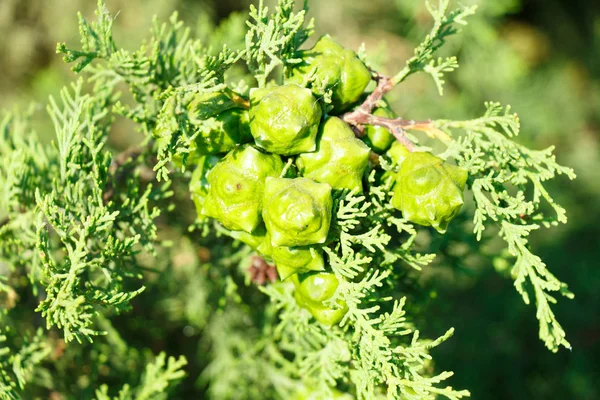 Planta de enebro verde con fruta aromática madura — Foto de Stock