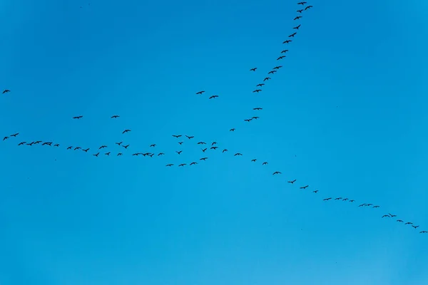Un troupeau d'oiseaux vole dans le jambage vers le sud Image En Vente