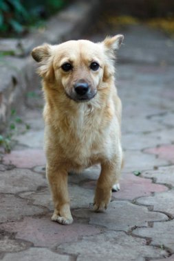 Chihuahua köpek sadakatle sahibinin önünde oturur