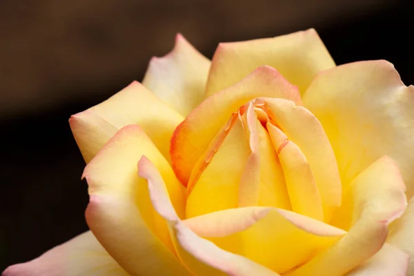 Flor de rosa amarilla de cerca sobre un fondo oscuro — Foto de Stock