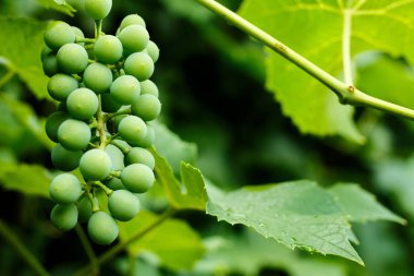 Doğal arka planda büyüyen beyaz üzüm demet