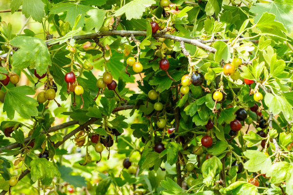 Ripening gooseberries close-up on the branches in the garden.
