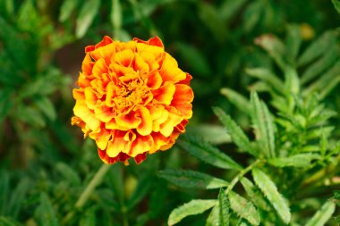 Sarı turuncu kadife çiçeği üst görünümü yakın