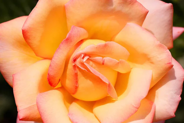 Gelbe Rosenblüte aus nächster Nähe vor dunklem Hintergrund — Stockfoto
