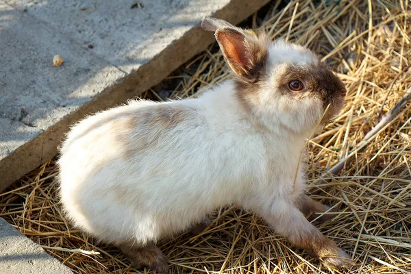 Pequeno coelho bege sentado em uma palha em uma fazenda . Imagem De Stock