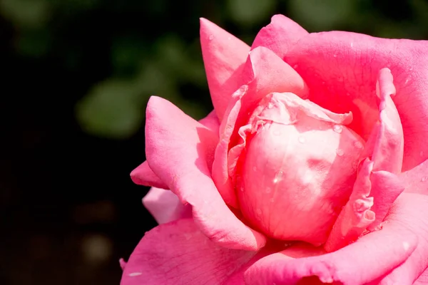 Rosa roja de cerca con gotas de agua sobre fondo verde natural — Foto de Stock