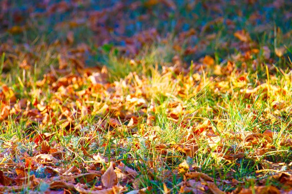 Folhas de outono na grama verde no parque da cidade . — Fotografia de Stock