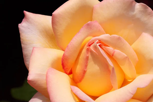 Flor de rosa amarilla de cerca sobre un fondo oscuro —  Fotos de Stock